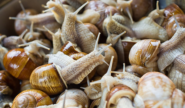 Aver più corna in capo d’un cesto di lumache