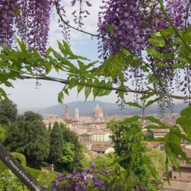 Firenze attraverso i Glicini del Giardino di Villa Bardini. Firenze attraverso i Glicini del Giardino di Villa Bardini.