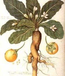 Le origini della Mandragola Le origini della Mandragola