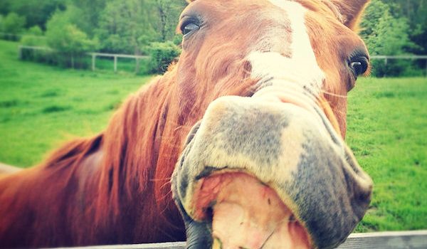 A caval donato non si guarda in bocca