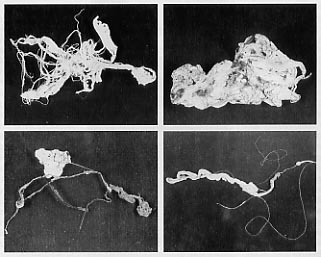 Tutti gli UFO sopra Firenze dalla guerra ad oggi: 1954 1° parte