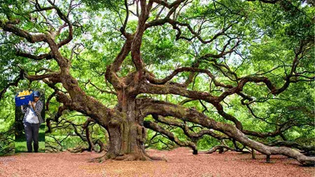 Le querce non fanno i limoni